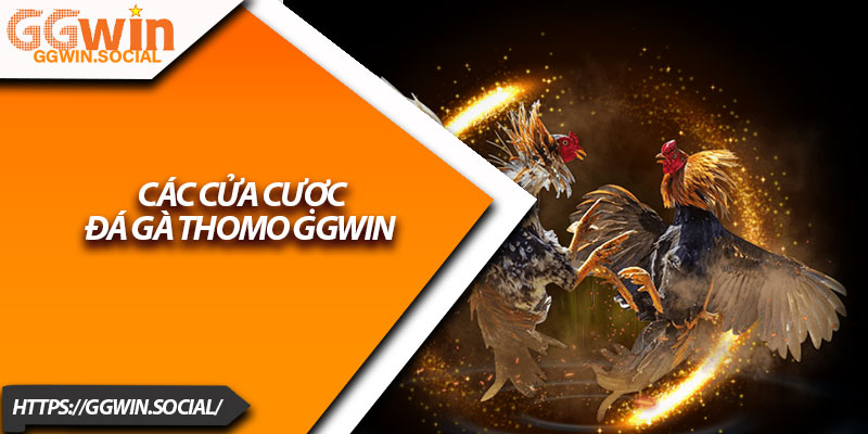 Đá Gà Thomo – Tận Hưởng Trận Đấu Nảy Lửa Tại GGWIN 4 Các cửa cược đá gà Thomo GGWIN