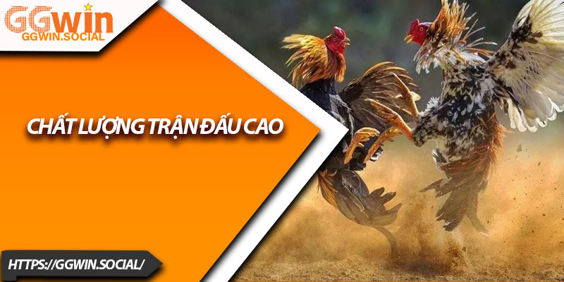 Đá Gà Thomo – Tận Hưởng Trận Đấu Nảy Lửa Tại GGWIN 3 Chất lượng trận đấu cao