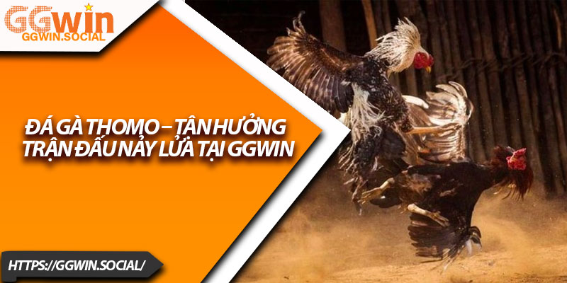 Đá Gà Thomo – Tận Hưởng Trận Đấu Nảy Lửa Tại GGWIN 1 Da Ga Thomo – Tan Huong Tran Dau Nay Lua Tai GGWIN