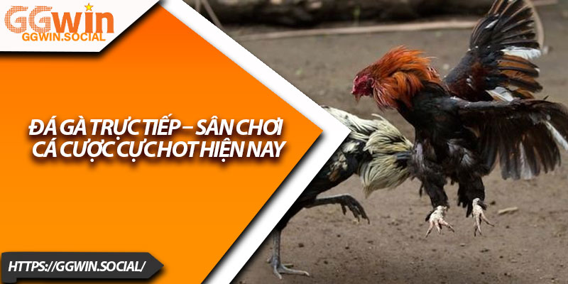 Đá Gà Trực Tiếp – Sân Chơi Cá Cược Cực Hot Hiện Nay 8 Da Ga Truc Tiep – San Choi Ca Cuoc Cuc Hot Hien Nay