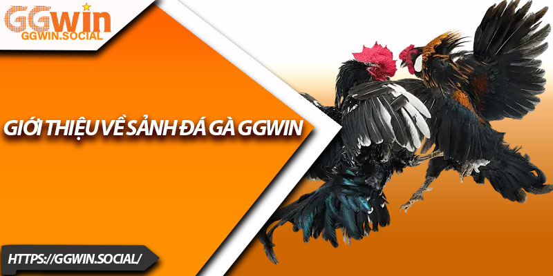 Đá Gà GGWIN – Nơi Hội Tụ Dân Chơi Gà Chuyên Nghiệp 1 Giới Thiệu Về Sảnh Đá Gà GGWIN