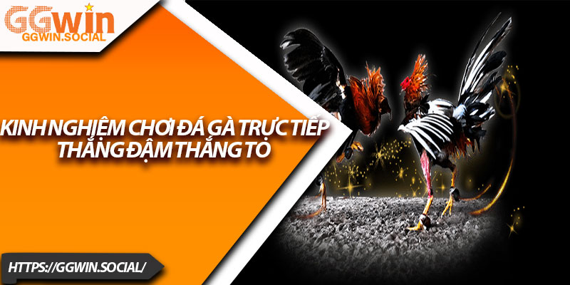 Đá Gà Trực Tiếp – Sân Chơi Cá Cược Cực Hot Hiện Nay 4 Kinh nghiệm chơi đá gà trực tiếp thắng đậm thắng to