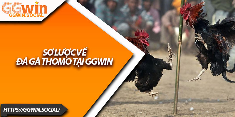 Đá Gà Thomo – Tận Hưởng Trận Đấu Nảy Lửa Tại GGWIN 2 Sơ lược về đá gà Thomo tại GGWIN