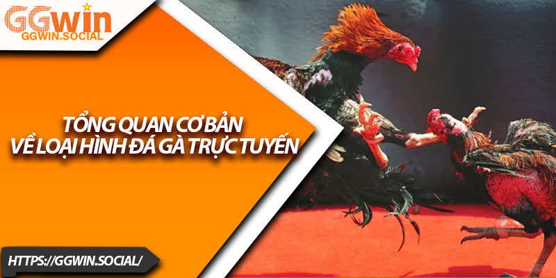 Đá Gà Trực Tiếp – Sân Chơi Cá Cược Cực Hot Hiện Nay 2 Tổng quan cơ bản về loại hình đá gà trực tuyến